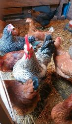Kippen te koop, Dieren en Toebehoren, Pluimvee, Vrouwelijk, Kip