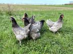 Jonge tamme Bleu de landes kippen hennen gesekst en ingeënt, Vrouwelijk, Kip