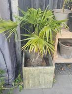 2x Chinese Waaierpalm (winterhard, stamhoogte +- 90cm), Tuin en Terras, Planten | Bomen, Bloeit niet, Halfschaduw, 100 tot 250 cm