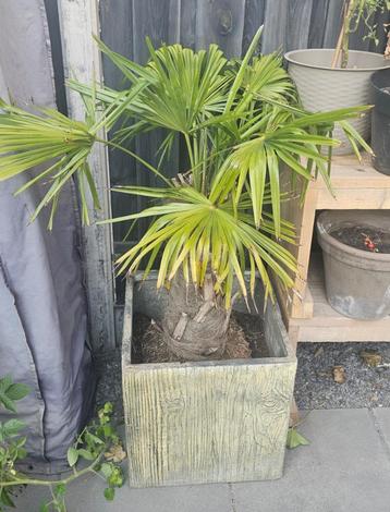 2x Chinese Waaierpalm (winterhard, stamhoogte +- 90cm) beschikbaar voor biedingen