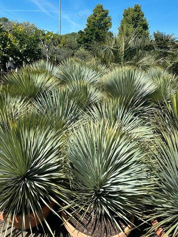Yucca rostrata 3 maten beschikbaar voor biedingen