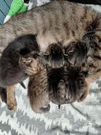 Nestje mooie kittens nog 1 kater beschikbaar, Dieren en Toebehoren, Kater, Ontwormd