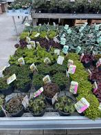 Sedum vetplanten - Diverse soorten €3,5 pst - 5 voor €15, Bodembedekkers, Volle zon, Vaste plant, Ophalen of Verzenden