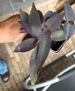 Tradescantia palida, Ophalen, Overige soorten, Minder dan 100 cm