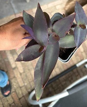 Tradescantia palida beschikbaar voor biedingen
