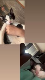 Kittens, Kater, Kortharig, 0 tot 2 jaar