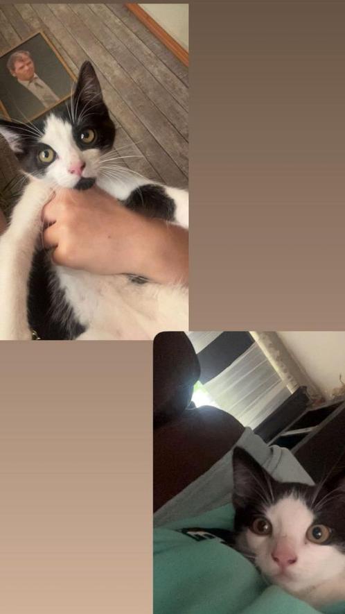 Kittens, Dieren en Toebehoren, Katten en Kittens | Overige Katten, Kortharig, Kater, 0 tot 2 jaar