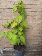 Zakdoekjesboom Vaantjesboom Davidia Involucrata, Ophalen, Overige soorten