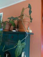Philodendron, Huis en Inrichting, Kamerplanten, Ophalen, Halfschaduw, Minder dan 100 cm