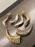 Hoorns om mee te decoreren, Huis en Inrichting, Woonaccessoires | Overige, Ophalen of Verzenden, Zo goed als nieuw