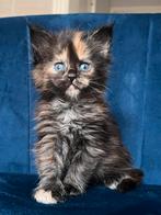 Maine coon kittens met stamboom. Twee prachtige nestjes., Meerdere dieren