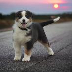 Schattige Australian Shepherd Puppy Tri Color, Dieren en Toebehoren, Honden | Herdershonden en Veedrijvers, CDV (hondenziekte)