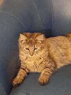 2 zachtaardige Maine Coon kruising poezen, Poes, Ontwormd, 0 tot 2 jaar