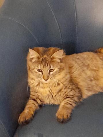 2 zachtaardige Maine Coon kruising poezen  beschikbaar voor biedingen