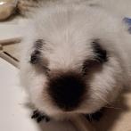 Gezocht: CH Teddy's effen, California of Sable, Dieren en Toebehoren, Januari, Geslacht onbekend, Cavia