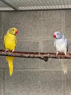 Halsbandparkiet, Dieren en Toebehoren, Vogels | Parkieten en Papegaaien, Geslacht onbekend, Parkiet