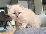 Ragdoll poesje & katertje 🩷💙, Dieren en Toebehoren, Katten en Kittens | Raskatten | Langhaar, Meerdere dieren, Gechipt, 0 tot 2 jaar