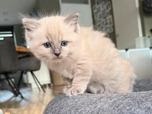 Ragdoll poesje & katertje 🩷💙, Dieren en Toebehoren, Katten en Kittens | Raskatten | Langhaar, Meerdere dieren, 0 tot 2 jaar