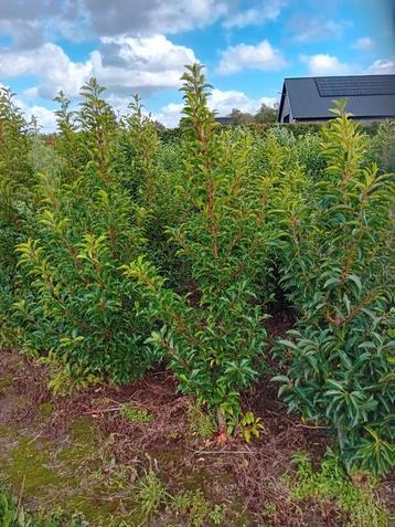 Portugese laurier groenblijvend haagplant prunus Brenelia beschikbaar voor biedingen