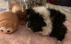 Diverse jonge lunkarya cavia zeugjes, Cavia, Vrouwelijk, November, Tam