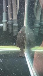 L330 watermelon panaque full spotted, Dieren en Toebehoren, Vissen | Aquariumvissen, Vis