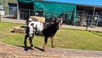 Knappe bokjes te koop, Dieren en Toebehoren, Schapen, Geiten en Varkens, Mannelijk, Geit, 0 tot 2 jaar