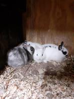 Nog maar een paar jonge konijntjes!, Dieren en Toebehoren, Meerdere dieren, Klein, 0 tot 2 jaar