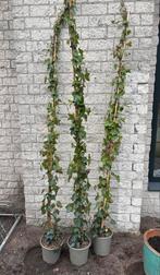 Hedera Klimop Planten - 2 Meter, Tuin en Terras, Planten | Tuinplanten, Ophalen, Vaste plant, Bloeit niet, Halfschaduw