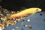 siamese algeneter, Vis, Zoetwatervis