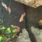 Jonge Platy's 10 stuks, Dieren en Toebehoren, Vissen | Aquariumvissen, Vis