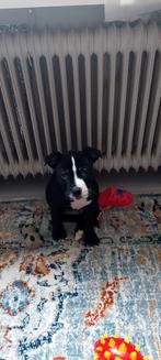 Pup (10 weken) - kruising Engelse Stafford / Pocket Bully, Dieren en Toebehoren, 8 tot 15 weken, CDV (hondenziekte), Eén hond