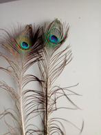 Pauwveren met vaas, Huis en Inrichting, Woonaccessoires | Droogbloemen, Ophalen of Verzenden