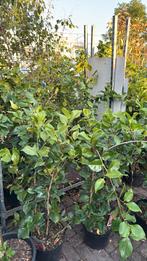 Weer een flinke partij camelia dr king 125/150prijs 29,95 ps, Tuin en Terras, Planten | Tuinplanten, Vaste plant, Halfschaduw