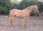 2,5 jarige haflinger ruin., Dieren en Toebehoren, Pony's, Ruin, Recreatiepony, Gechipt, 0 tot 2 jaar