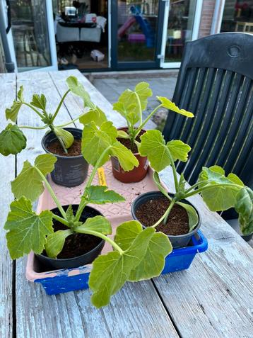 Courgette en bolcourgette planten te koop beschikbaar voor biedingen