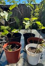 Vijgenboom te koop, Tuin en Terras, Ophalen of Verzenden, Minder dan 100 cm, Vijgenboom