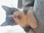 Mooie kittens kruising Ragdoll kruising Mainecoon, Dieren en Toebehoren, Katten en Kittens | Overige Katten, Meerdere dieren