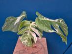 Monstera Deliciosa Variegata p12 (12)