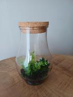 Vaas glazen pot met deksel en decoratie, Overige kleuren, Ophalen of Verzenden, Minder dan 50 cm, Glas