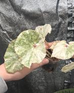 Begonia Rouge Variegated, Huis en Inrichting, Kamerplanten, Ophalen of Verzenden, Halfschaduw, Minder dan 100 cm
