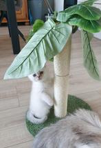 Brits korthaar kittens met stamboom, Meerdere dieren, Met stamboom