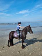 Verzorg pony/ bijrijdpaard gezocht!, Ophalen of Verzenden, Nieuw