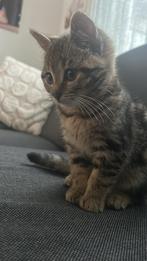 Prachtige Britse Korthaar kitten – marbled tabby patroon!, Dieren en Toebehoren, Katten en Kittens | Raskatten | Korthaar, Poes