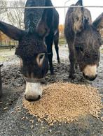 Linker ezel te koop, Dieren en Toebehoren, Overige Dieren, Vrouwelijk, Voor 1 juli 2024