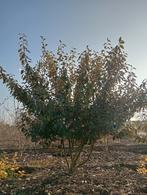 Struiken, Tuin en Terras, Ophalen, Overige soorten, Struik, 100 tot 250 cm