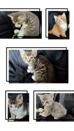 5 Half Maine Coon katers, Meerdere dieren