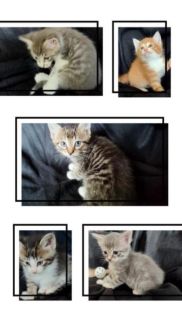 5 Half Maine Coon katers beschikbaar voor biedingen