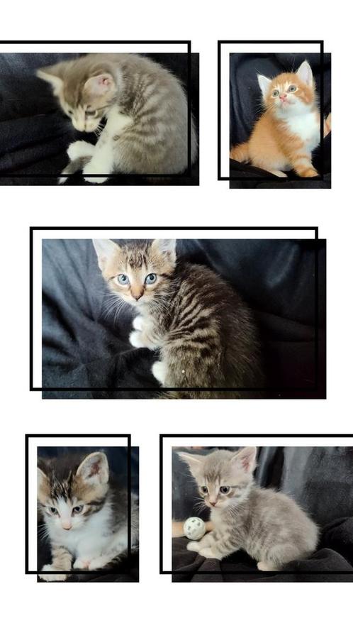 5 Half Maine Coon katers, Dieren en Toebehoren, Katten en Kittens | Raskatten | Langhaar, Meerdere dieren
