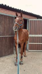 Brave dressuurruin met potentie, Dieren en Toebehoren, Paarden, Gechipt, Ruin, Dressuurpaard, 3 tot 6 jaar