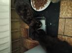 3 boerderij kittens te koop, rode verkocht!, Dieren en Toebehoren, Meerdere dieren, Kortharig, 0 tot 2 jaar